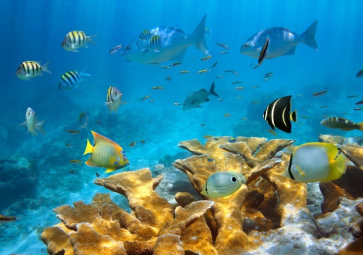Planeas hacer snorkeling y buceo en San Andrés para tus vacaciones