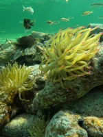 Explora el Mar de Siete Colores en San Andrés: Aventura en Catamarán y Kayak - Imagen 4
