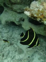 Explora el Mar de Siete Colores en San Andrés: Aventura en Catamarán y Kayak - Imagen 5