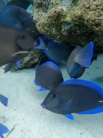 Explora el Mar de Siete Colores en San Andrés: Aventura en Catamarán y Kayak - Imagen 7
