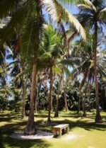 Johnny Cay en San Andrés - Imagen 9