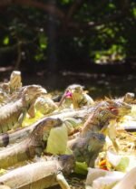 Johnny Cay en San Andrés - Imagen 10