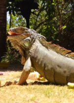 Johnny Cay en San Andrés - Imagen 11