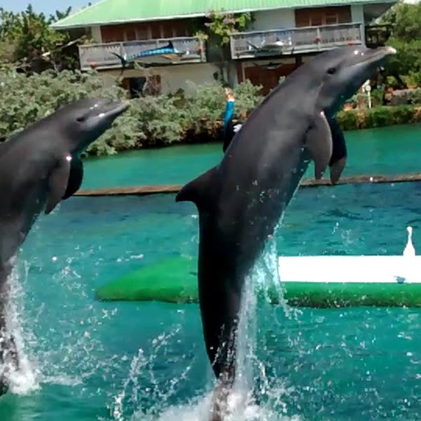 Delfines de Playa Blanca Isla del Rosario Cartagena Colombia