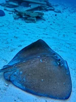 Rolling Trip en San Andrés – El Tour Completo para Vivir la Isla al Máximo - Imagen 3