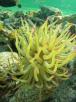 Tour Acuario San Andrés - Imagen 4